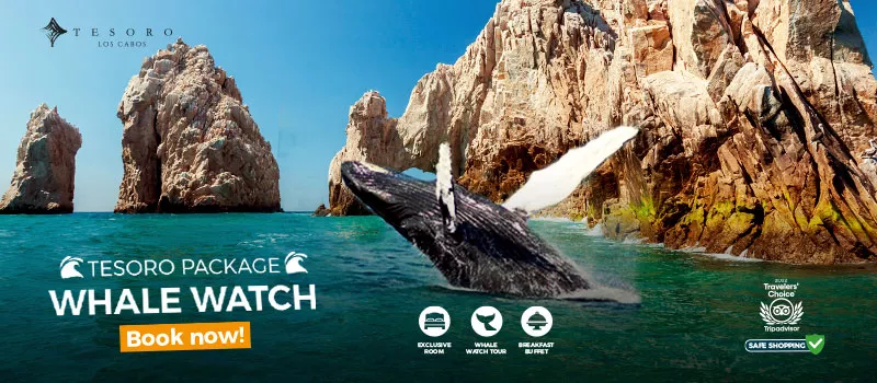 Whale Watching Cabo Package